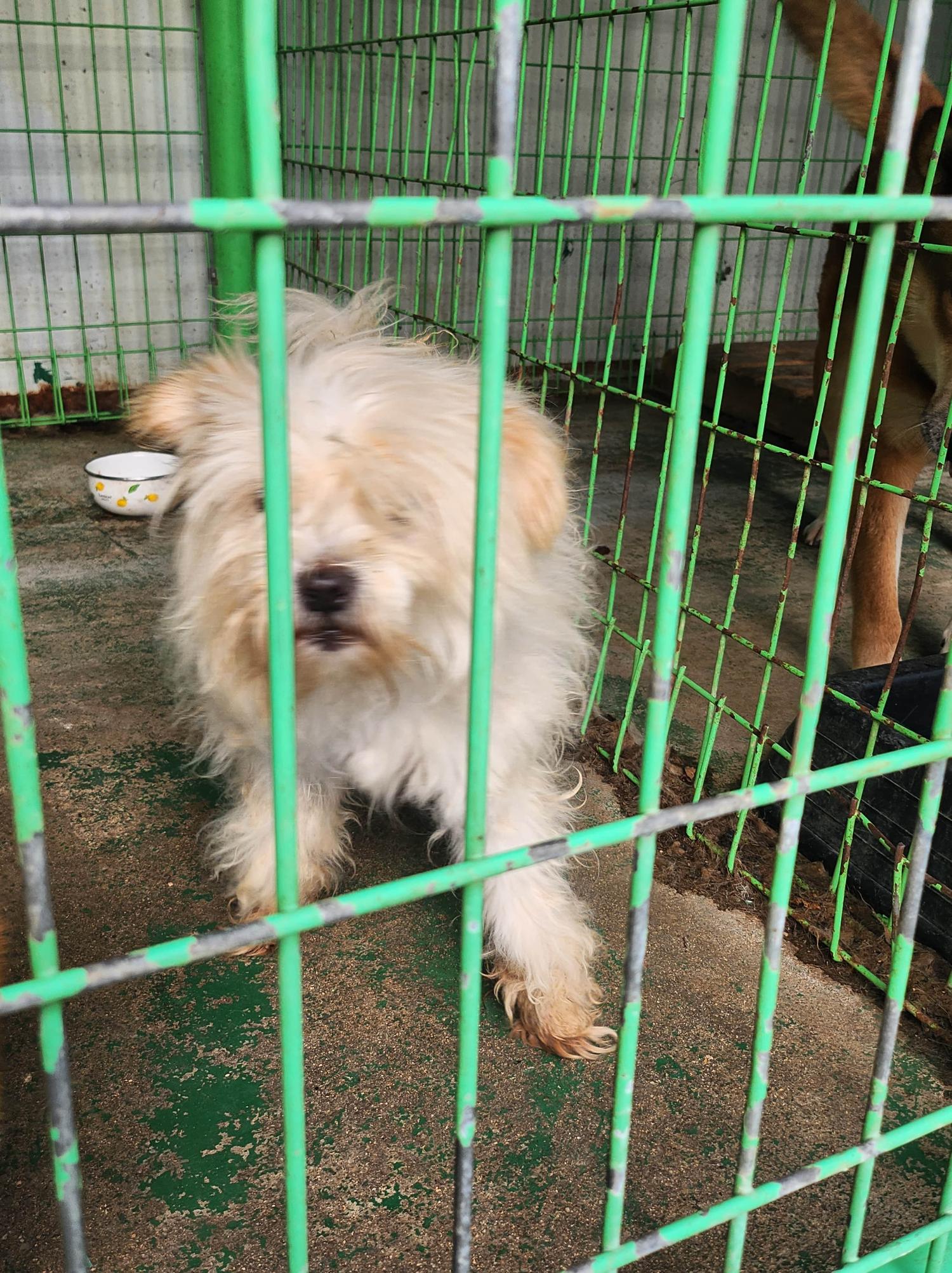 봉화군유기동물보호소_447524202400072